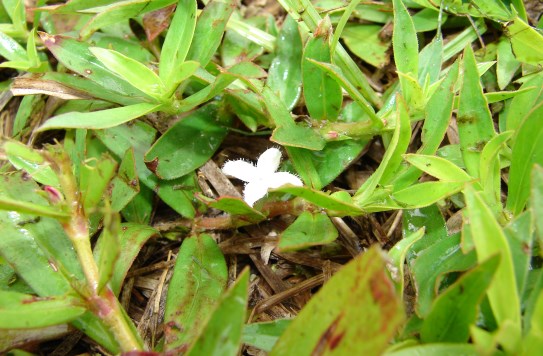 virginia buttonweedjpg
